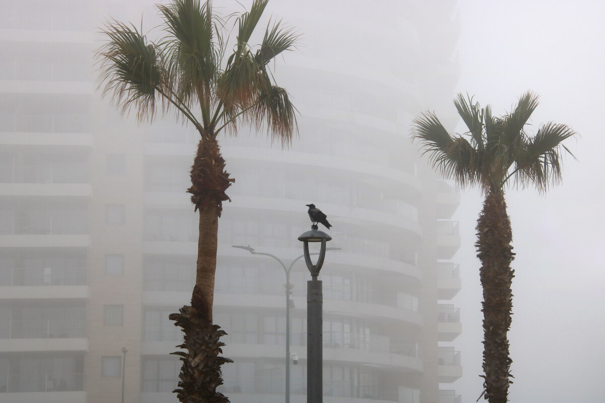 Ворона в тумане. - Argaman Табашник