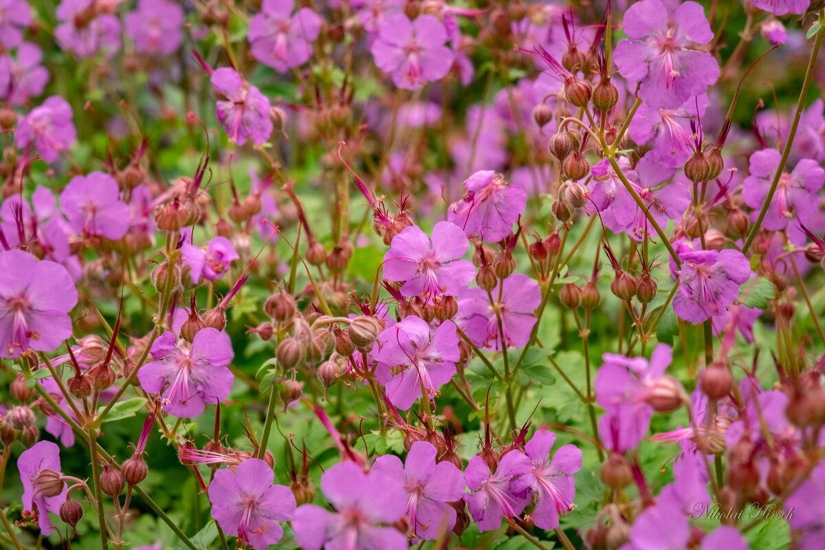 Май в цветении... - Николай Гирш Май в цветении... - Николай Гирш
