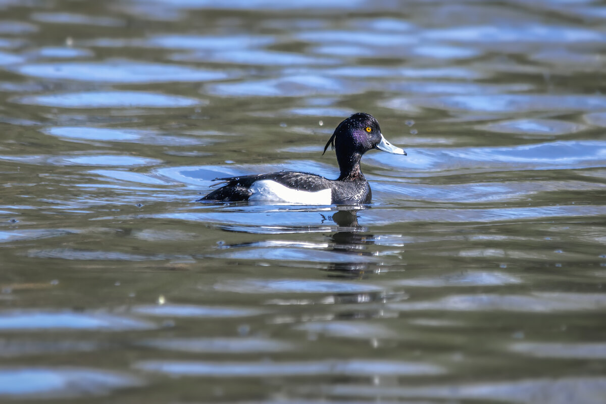 Про уток - Владимир Колесников