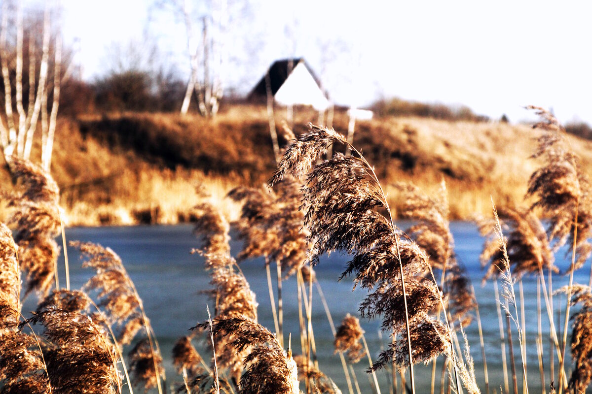 Метёлки. - Вячеслав. Синицын