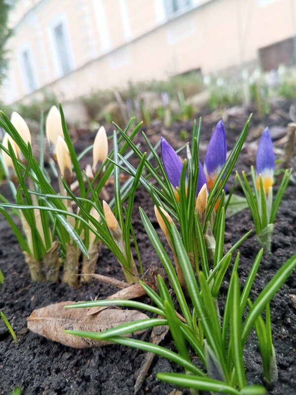 Крокус - Сапсан Крокус - Сапсан