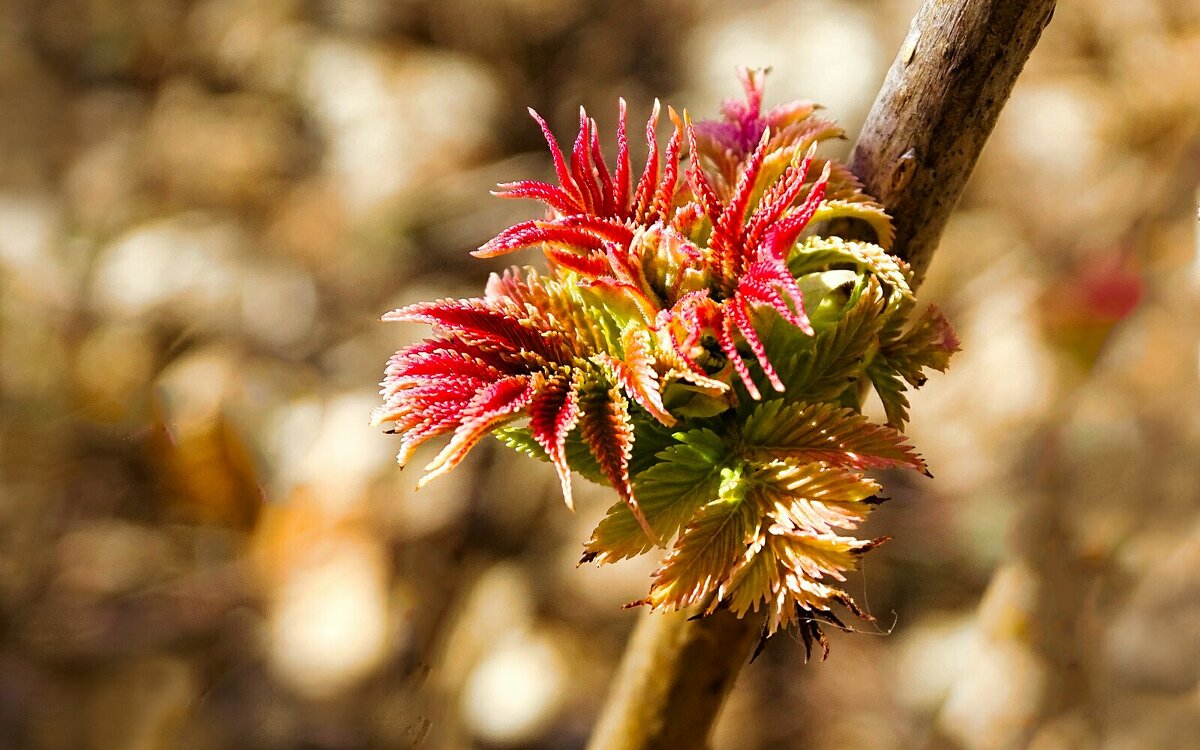Ранний расцвет бузины - Милешкин Владимир Алексеевич Ранний расцвет бузины - Милешкин Владимир Алексеевич