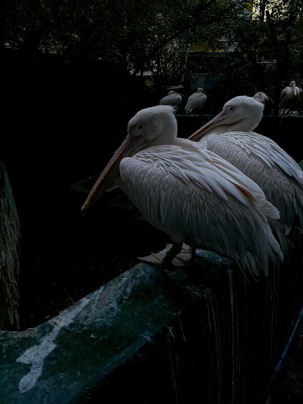 Пеликаны - Татьяна Аникина