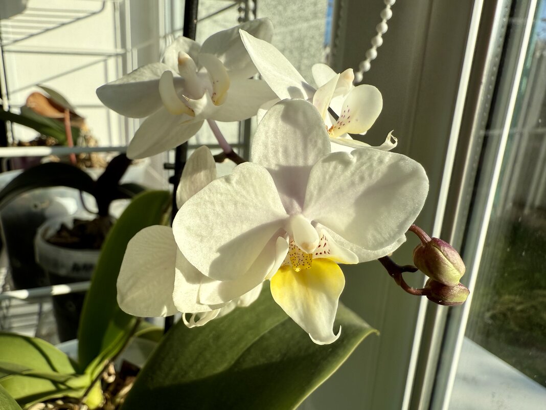 Орхидея мини - Валентина .