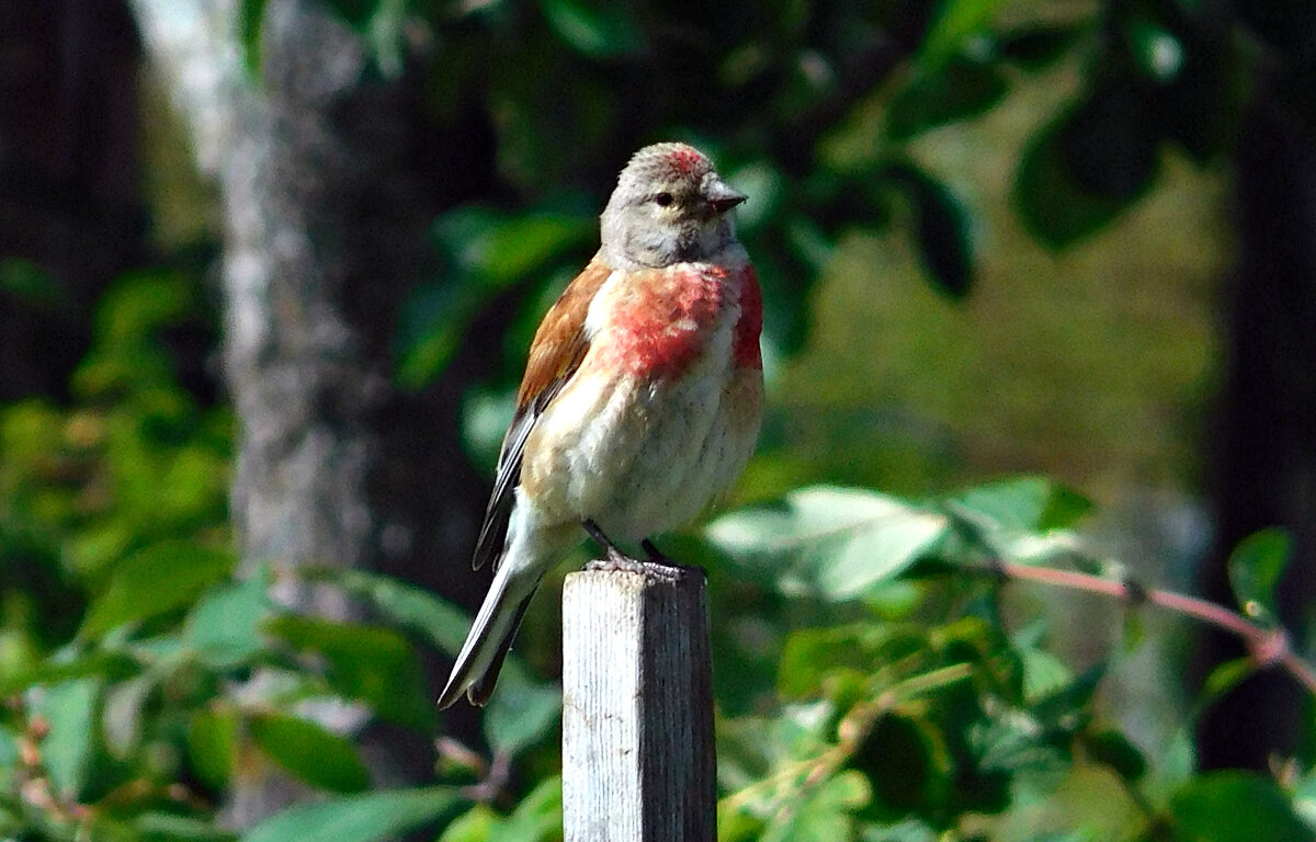 Птичка-невеличка - ирина Птичка-невеличка - ирина