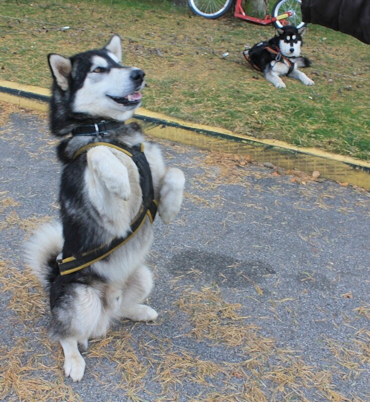собака - марта Камушкина собака - марта Камушкина