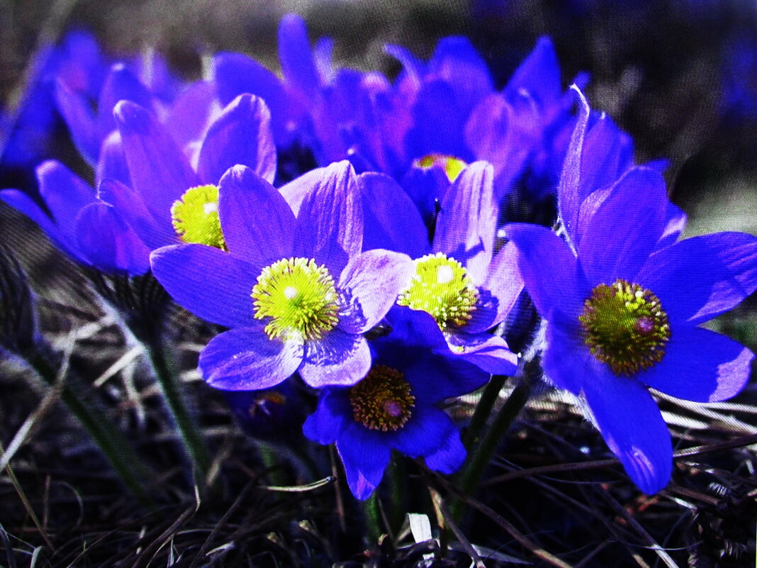 Красота - Людмила Смородинская Красота - Людмила Смородинская