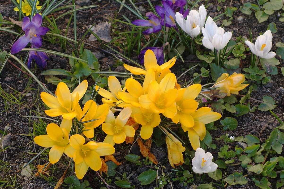 Крокус (шафран) - Рита Симонова