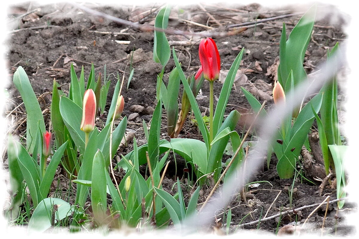 Время первых - Фёдор Меркурьев
