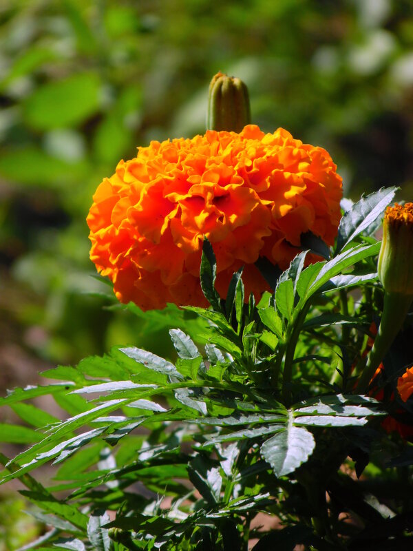 Бархаток. - nadyasilyuk Вознюк Бархаток. - nadyasilyuk Вознюк