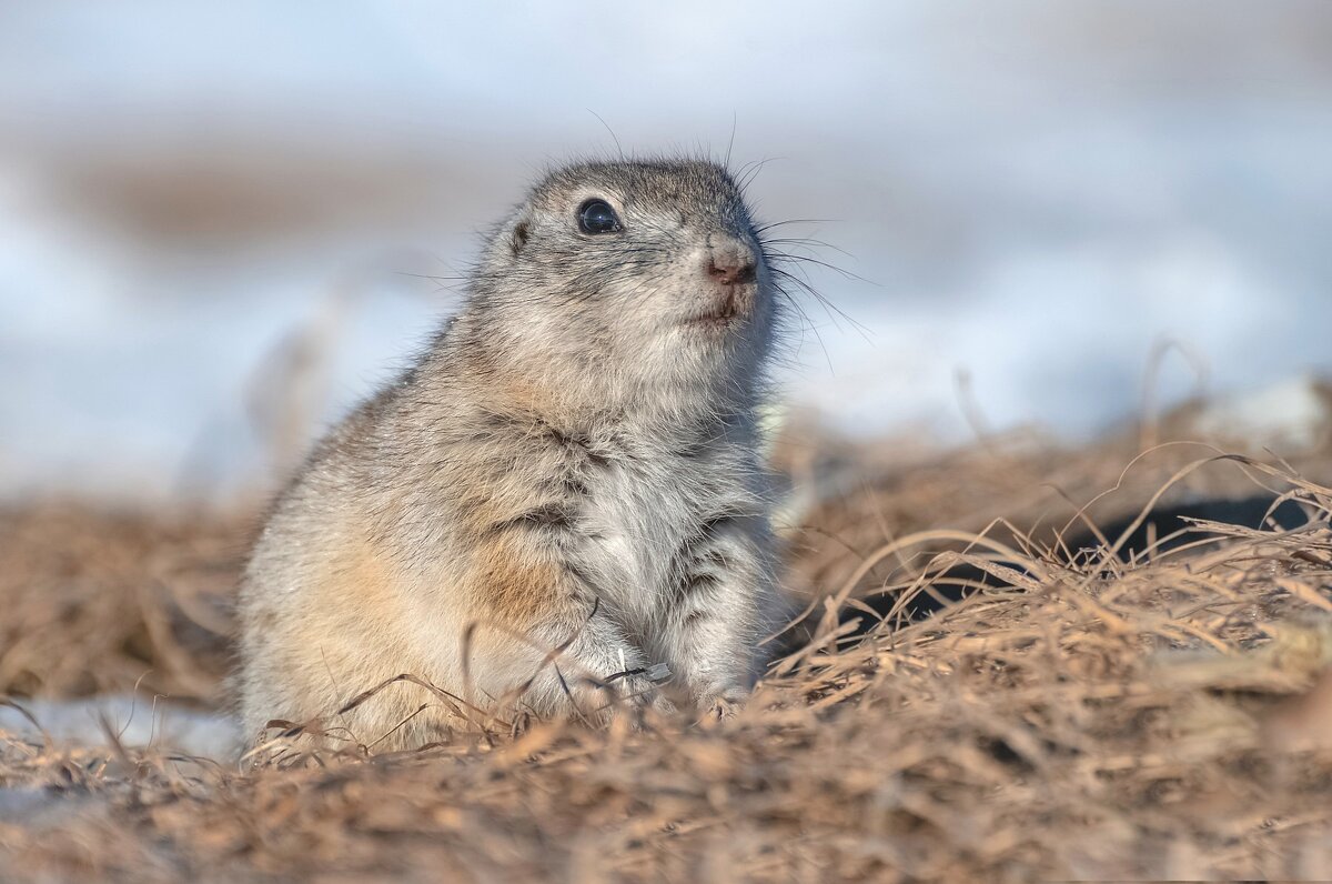 Весенний суслик - Марина Фомина.