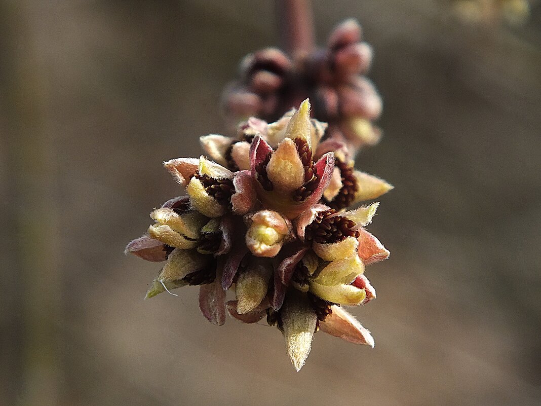 ** - Зоя Мишина ** - Зоя Мишина