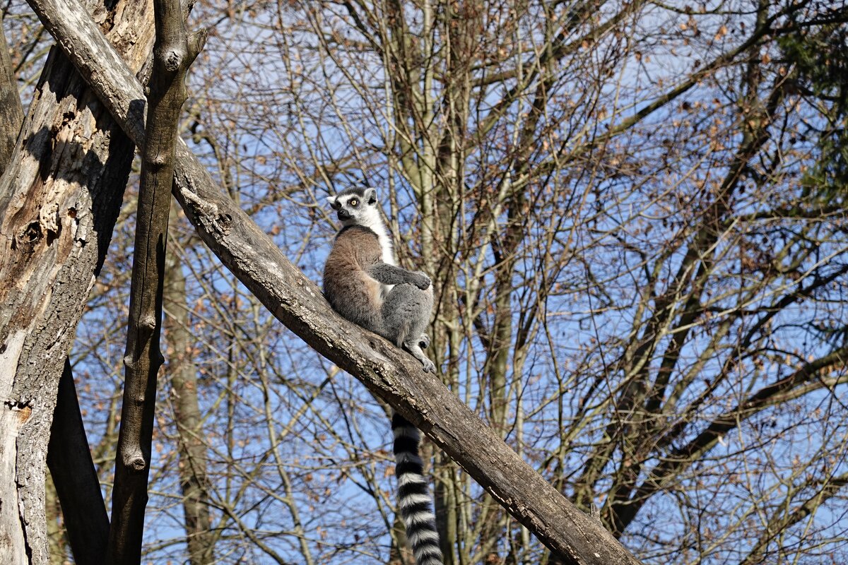Лeмур в зоопарке Аугсбургa - Галина 