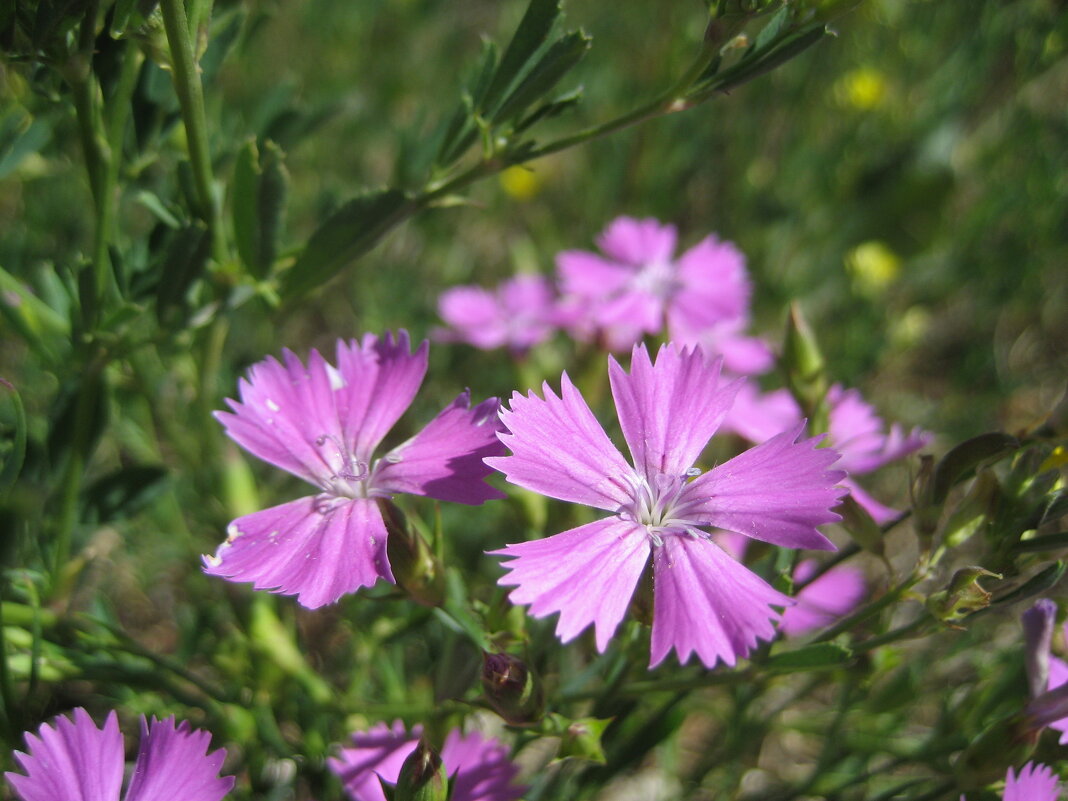Гвоздика - Anna Ivanova