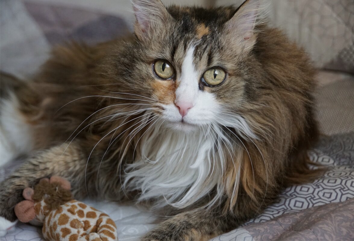 Портрет - Наталия Григорьева Портрет - Наталия Григорьева