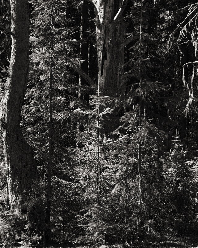 Название отсутствует - Денис Безногов Название отсутствует - Денис Безногов