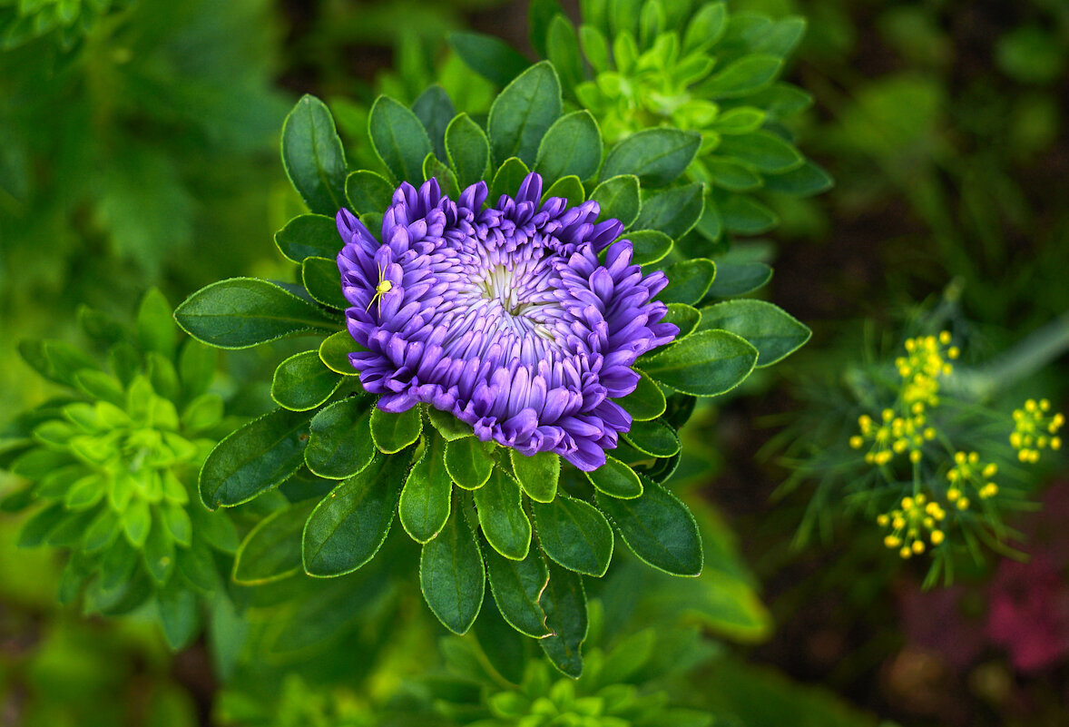 Цветы - Владимир Башко