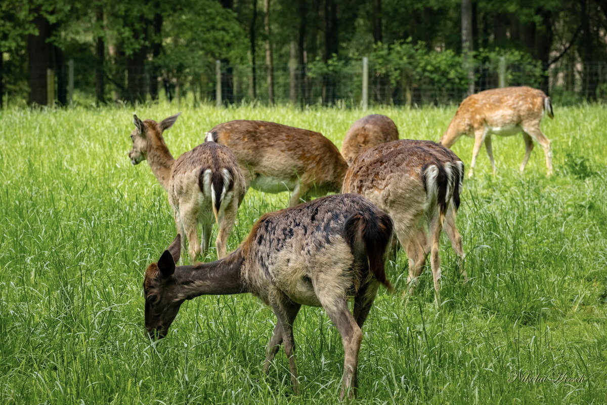 Про косуль... - Николай Гирш