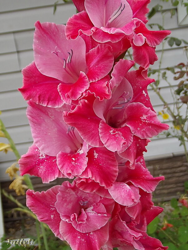 Гладиолус - Freddy 97