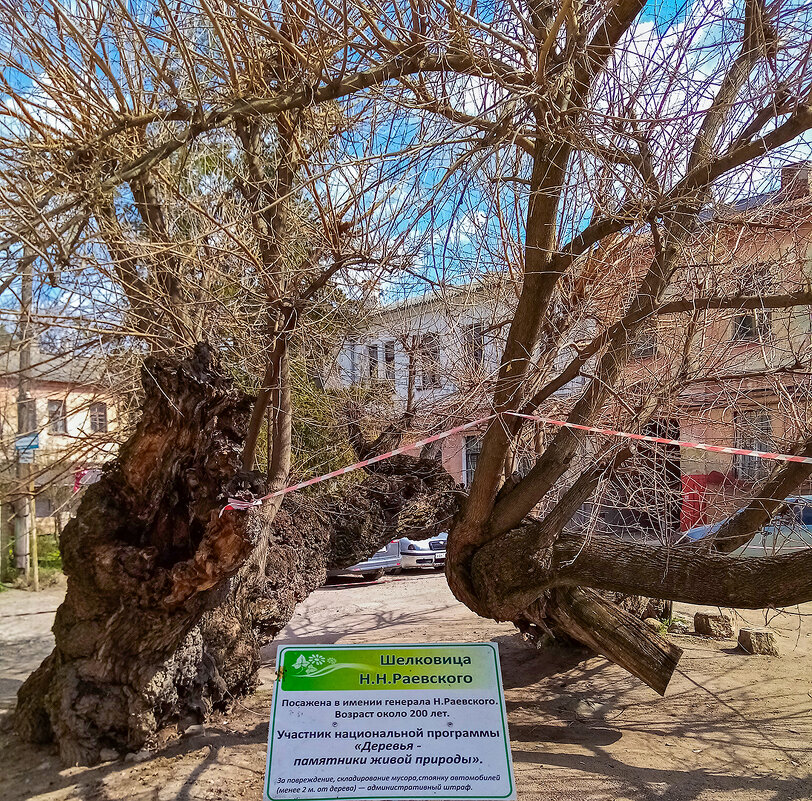 Шелковица - Юрий Яловенко