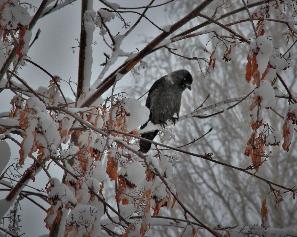 Ясень в снегу. - Венера Чуйкова Ясень в снегу. - Венера Чуйкова