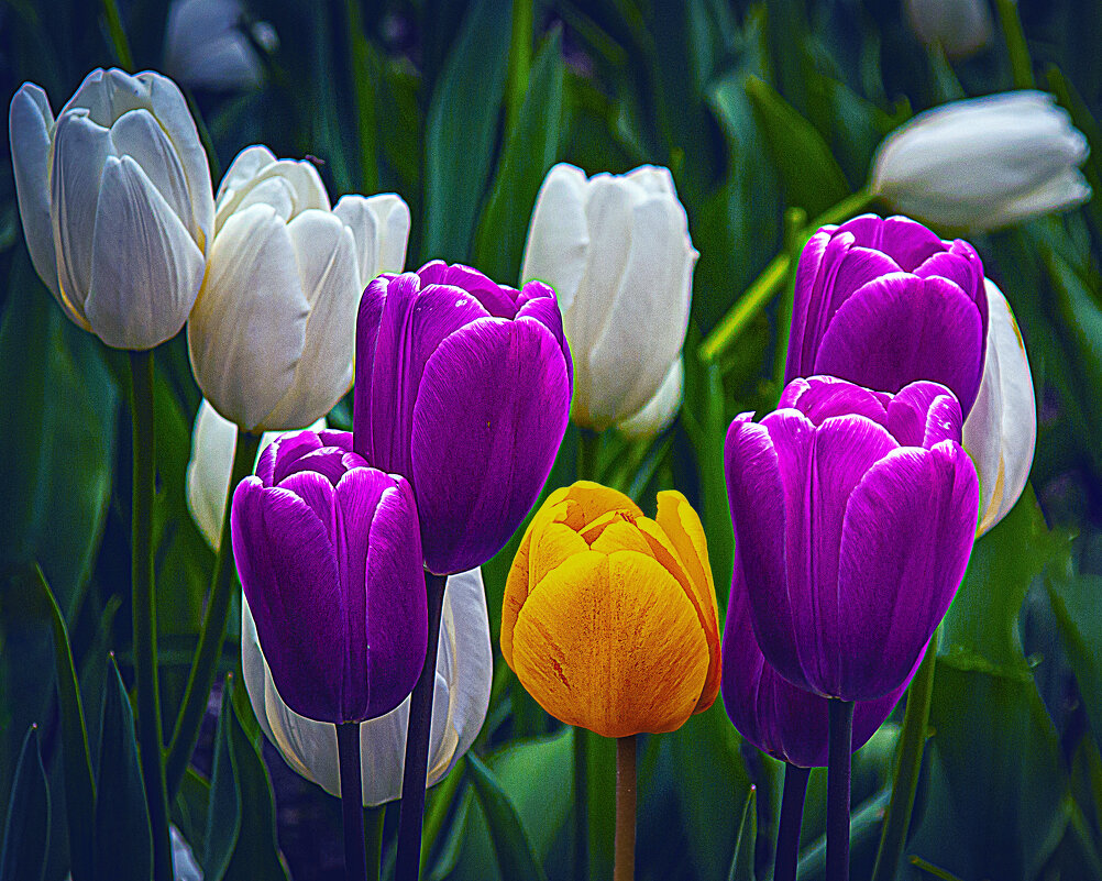 Тюльпанчики 3 - Владимир Кроливец Тюльпанчики 3 - Владимир Кроливец