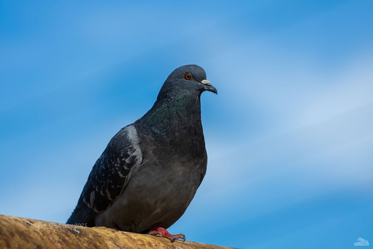 Городской голубь - Александр Синдерёв