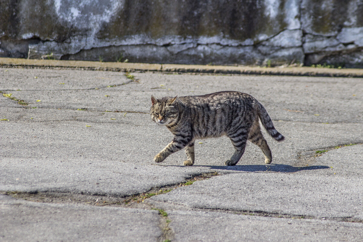 Портрет симпатишного жирного & наглого Кота - Коля Лукашов Портрет симпатишного жирного & наглого Кота - Коля Лукашов