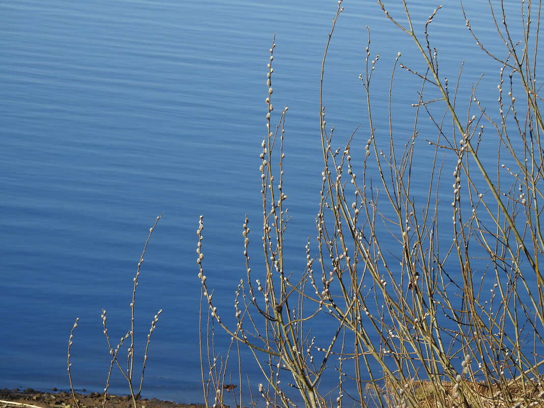 весна - ИННА ПОРОХОВА весна - ИННА ПОРОХОВА