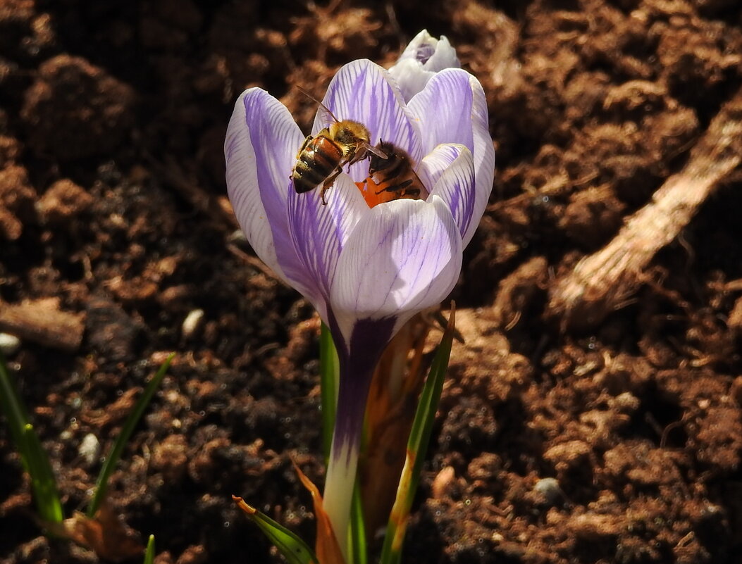 весна - ИННА ПОРОХОВА весна - ИННА ПОРОХОВА