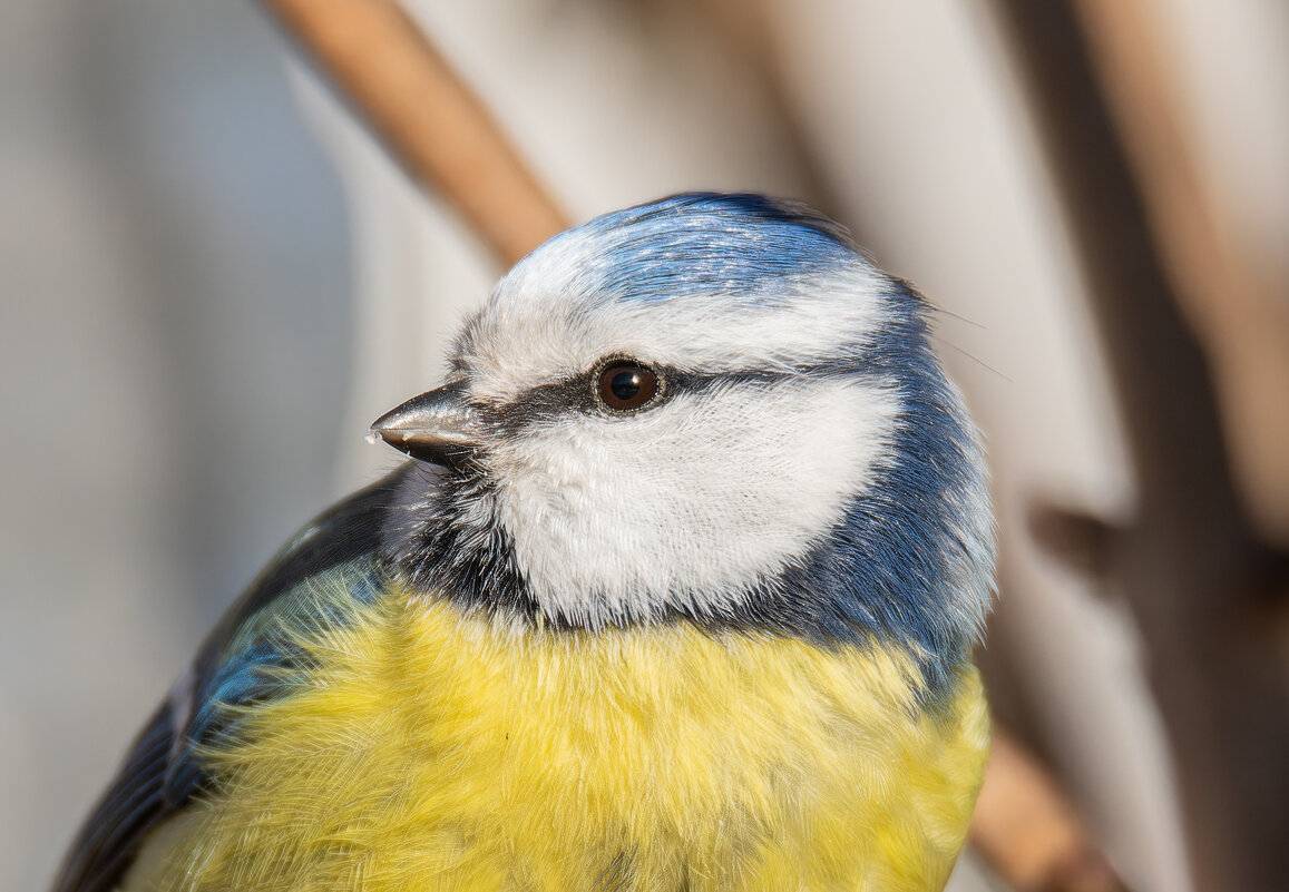 Портрет обыкновенной лазоревки - Дарья Меркулова Портрет обыкновенной лазоревки - Дарья Меркулова