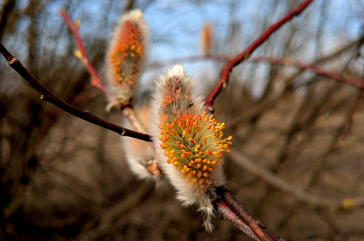 Природа 21 марта  2 - Александр Прокудин