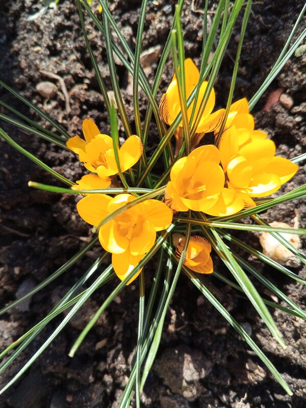 Крокус - Сапсан 