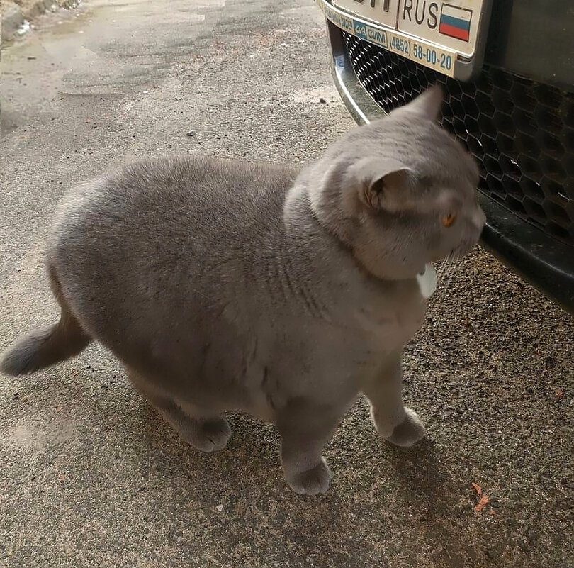 Кот - путешественник. - Ольга Довженко Кот - путешественник. - Ольга Довженко