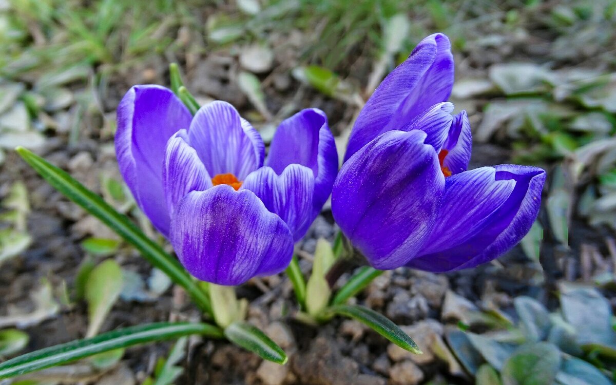 Крокусы на городской клумбе - Милешкин Владимир Алексеевич 