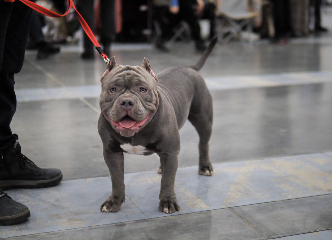 Посетитель Зоошоу в Экспофоруме - Магомед . Посетитель Зоошоу в Экспофоруме - Магомед .