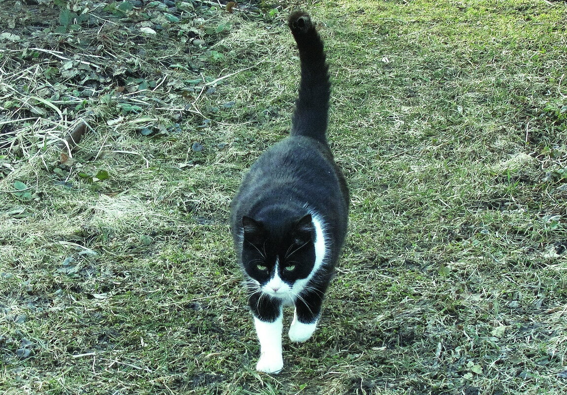Гуляет по саду - Людмила Смородинская