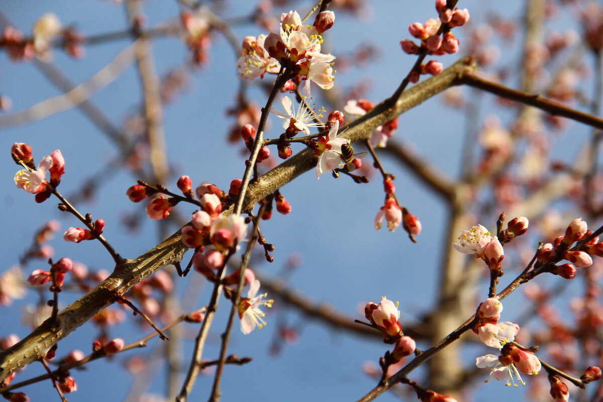 весна - Николай 