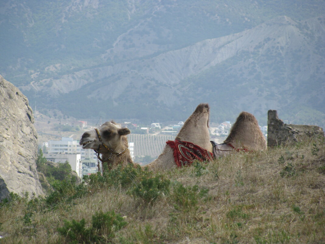 Верблюд в горах. Судак, 2013 г. - Олег Зоркий Верблюд в горах. Судак, 2013 г. - Олег Зоркий