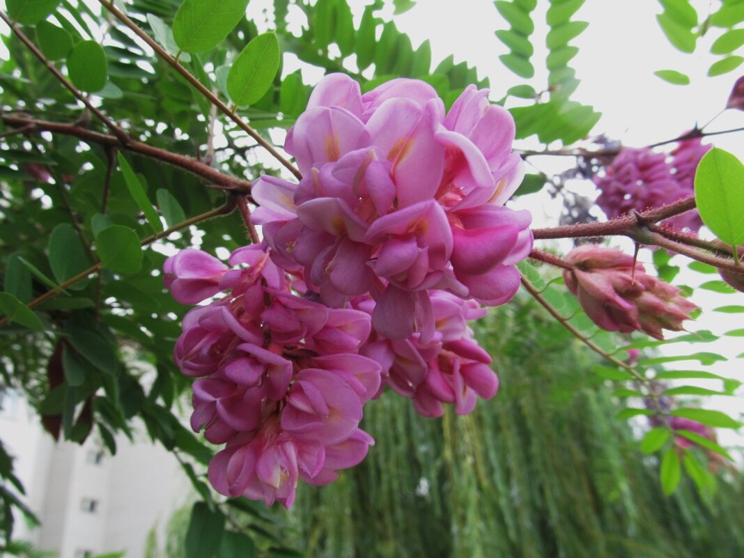 сентябрь четвёртый месяц лета - Елена Шаламова сентябрь четвёртый месяц лета - Елена Шаламова