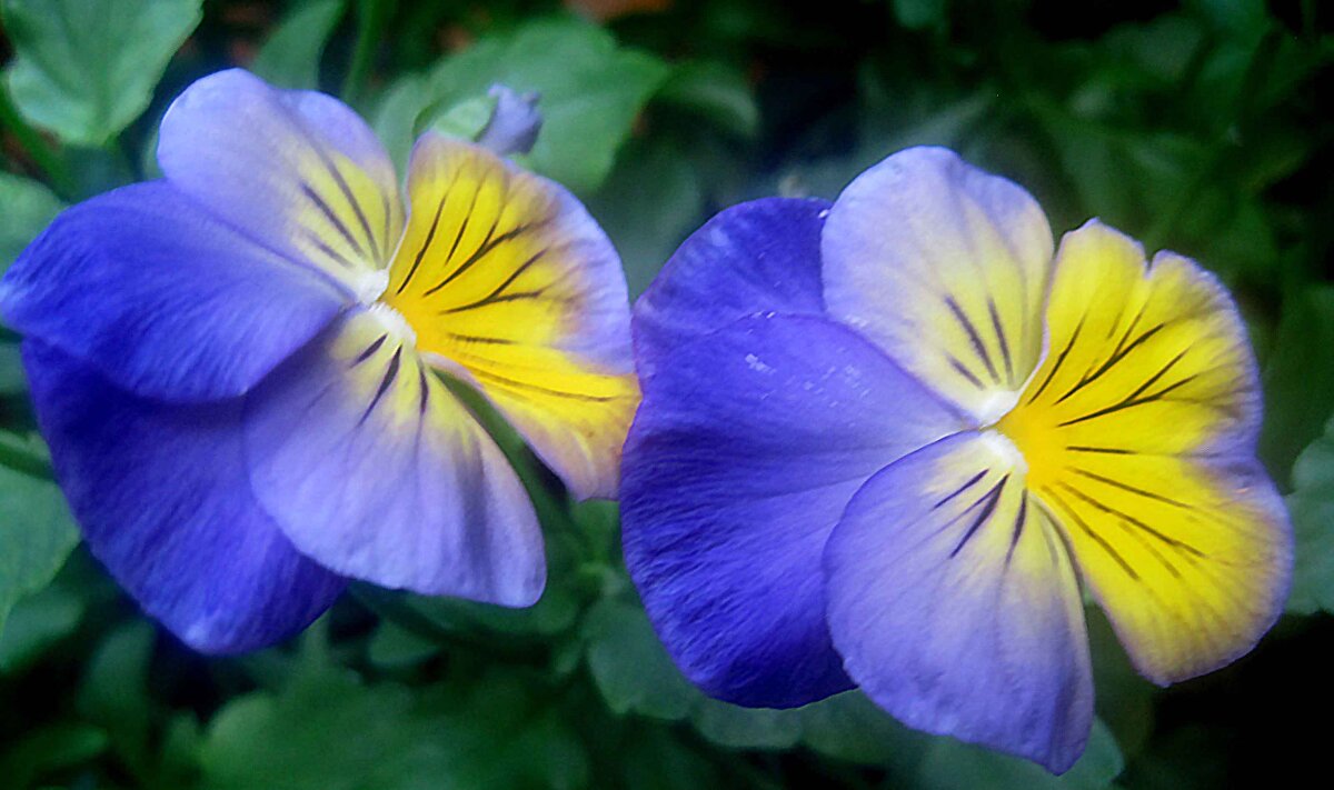 Анютины глазки - Елена Семигина Анютины глазки - Елена Семигина