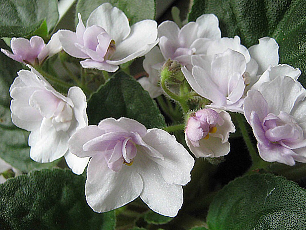 Фиалки - Елена Семигина Фиалки - Елена Семигина