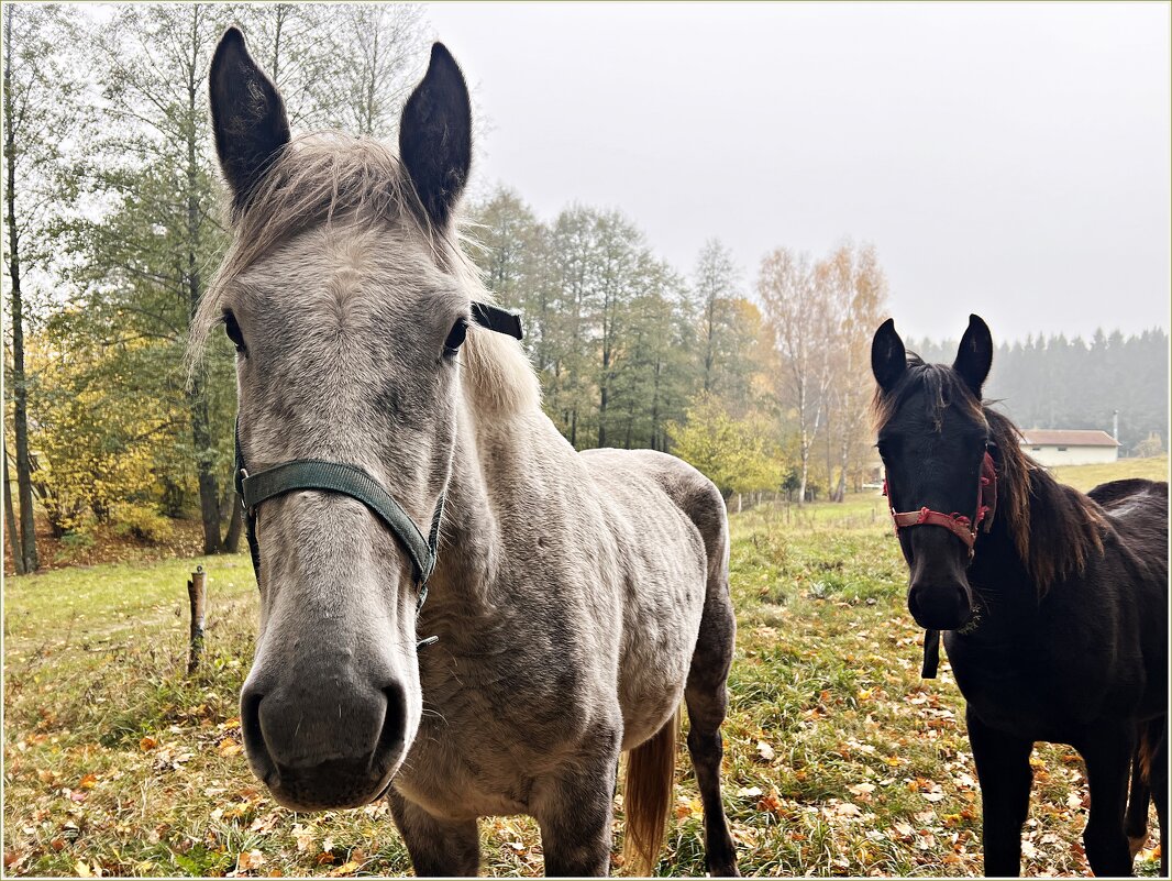 Портрет. - Валерия Комова