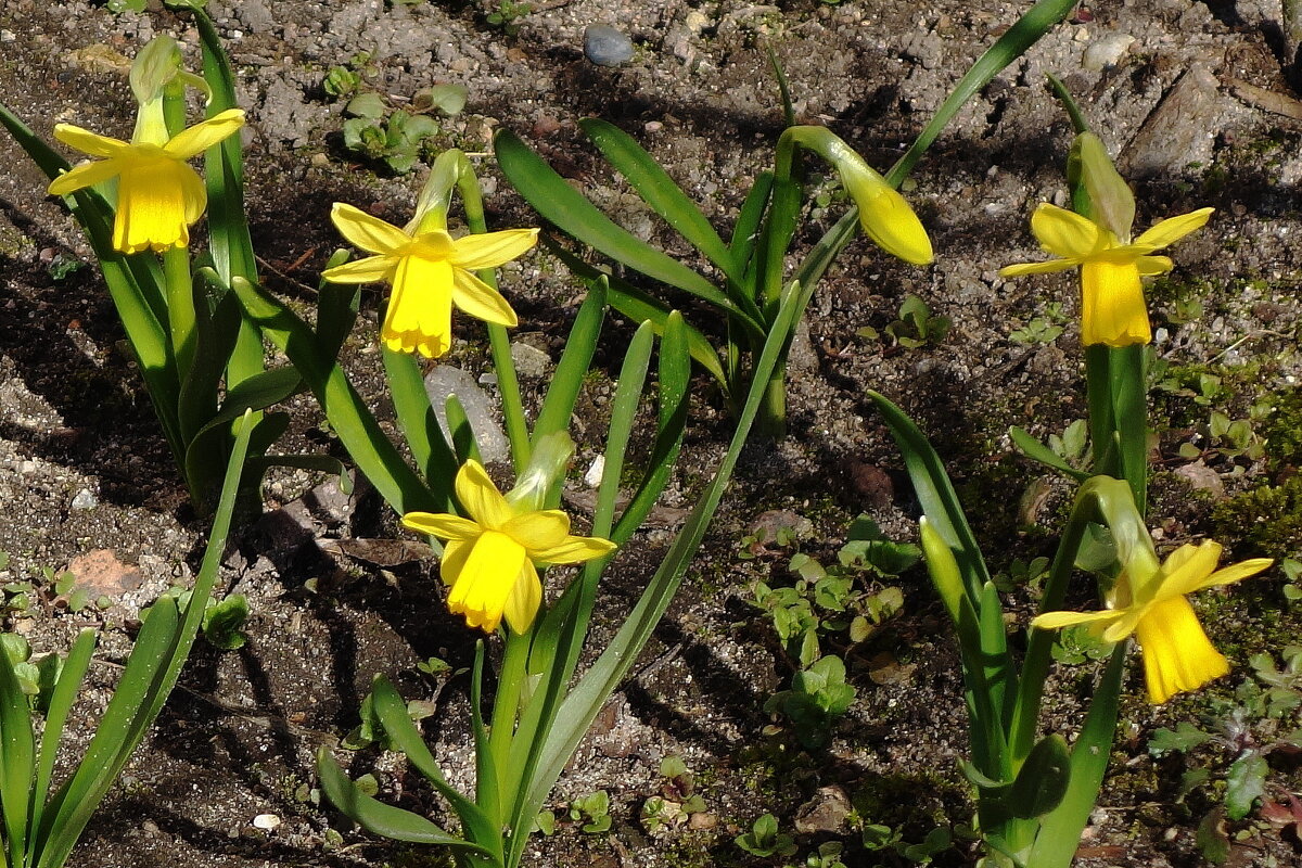 Нарцисс ложный - Рита Симонова Нарцисс ложный - Рита Симонова