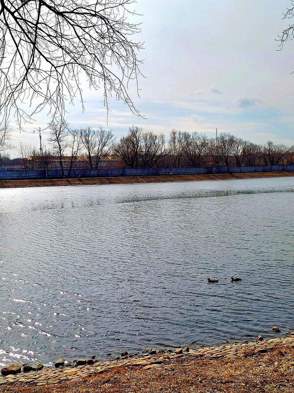 Пруд в парке. - Ольга Довженко Пруд в парке. - Ольга Довженко
