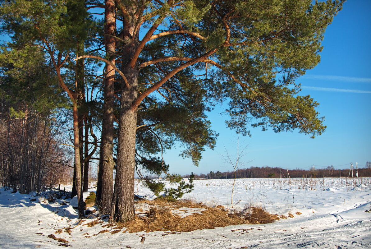 Пейзаж с соснами - lady v.ekaterina Пейзаж с соснами - lady v.ekaterina