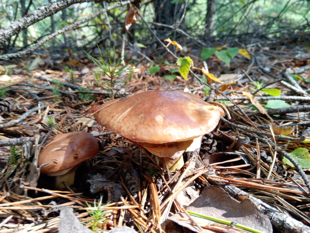 Маслёнок обыкновенный - Алексей Р.