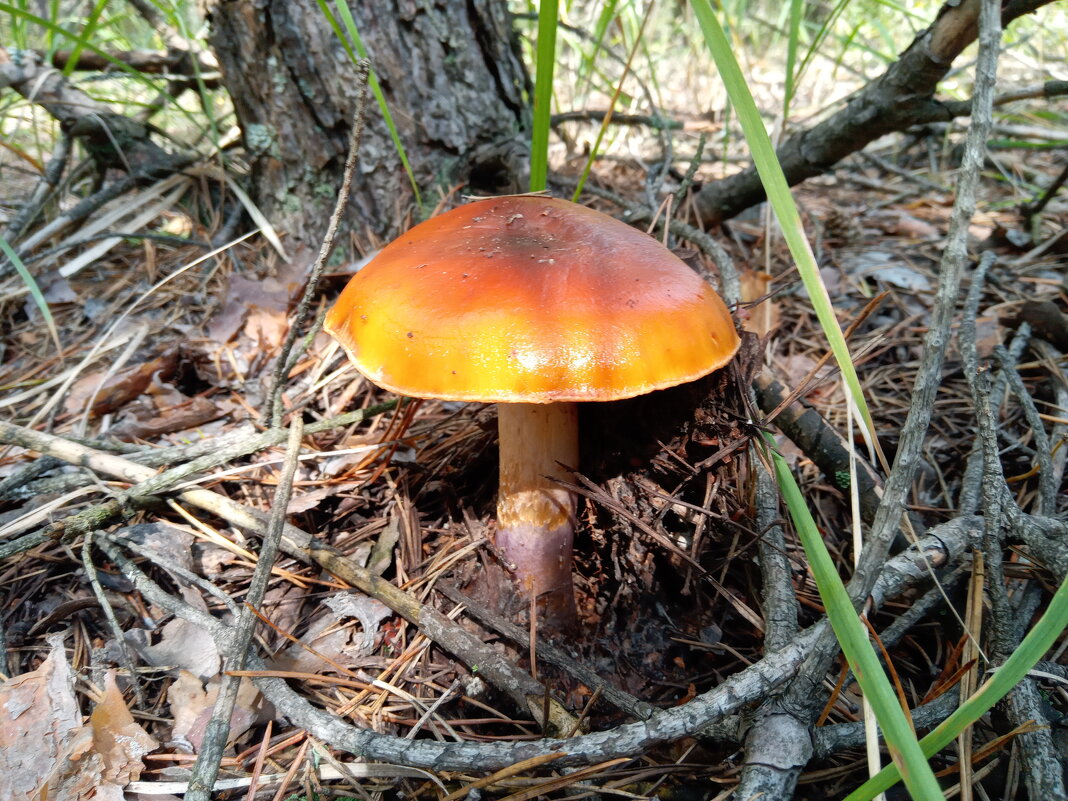 Маслёнок лиственничный - Алексей Р.