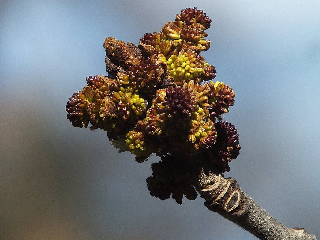 ** - Зоя Мишина ** - Зоя Мишина