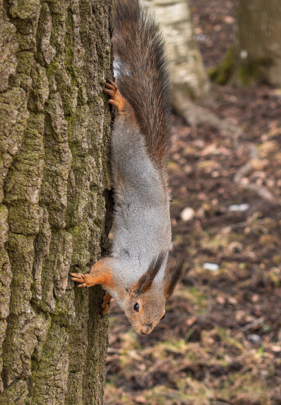 Обыкновенная белка (или векша) - Дарья Меркулова Обыкновенная белка (или векша) - Дарья Меркулова